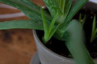 Aloe Vera Baby